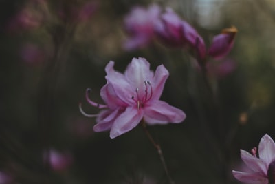 粉色有花瓣的花
